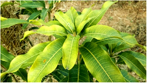 受寒害的芒果树幼苗