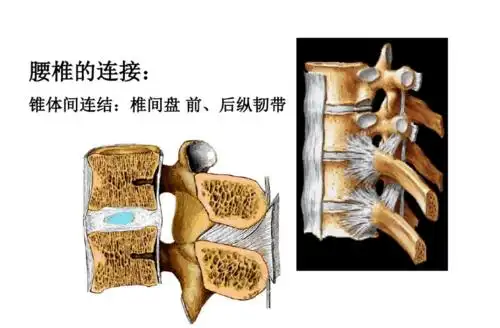 腰椎的解剖及腰部的层次解剖