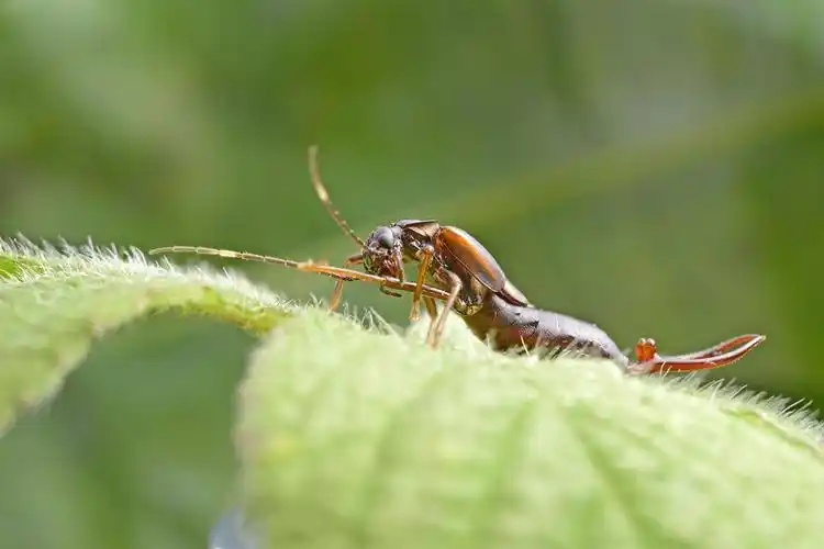 千虫百态29--雄性蠼螋