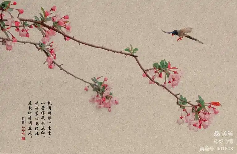 海棠花开的季节