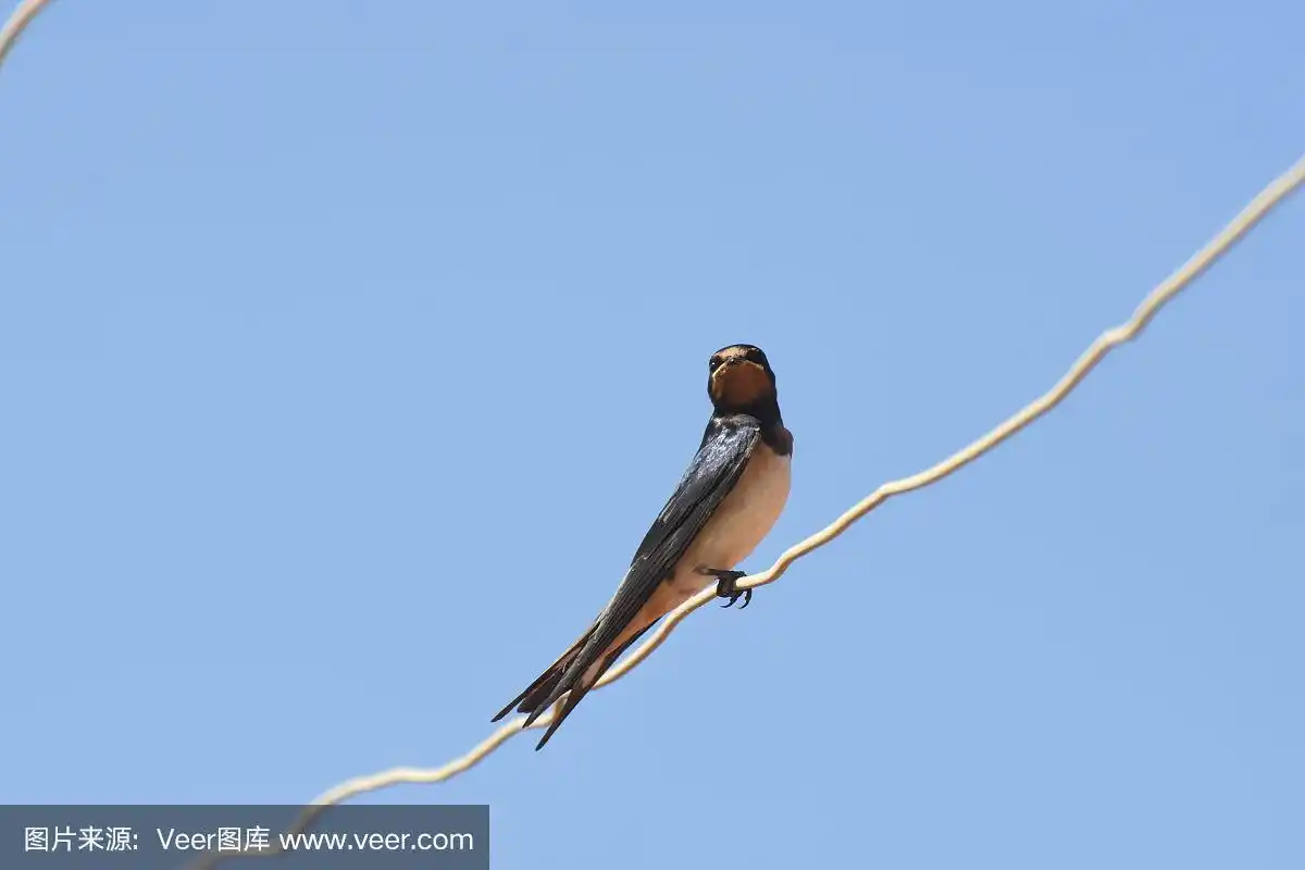 鸟类,天空,金属丝,燕子,蓝色