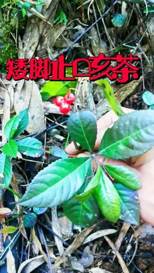 认识中草药#矮脚茶:别名矮地茶,叶底珠等名,果实圆而红,叶片似茶叶