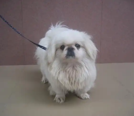 低价出售10个月大的京巴mm(狗狗已经出售,谢谢关注!