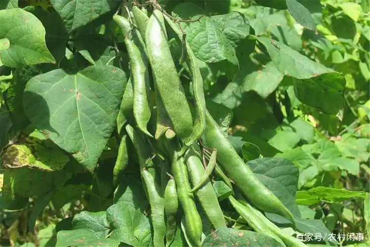 芸豆- 热门商品专区