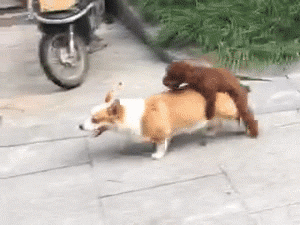 主人带泰迪出去溜达,刚走到一个木桩旁,主人就开始哭笑不得了!