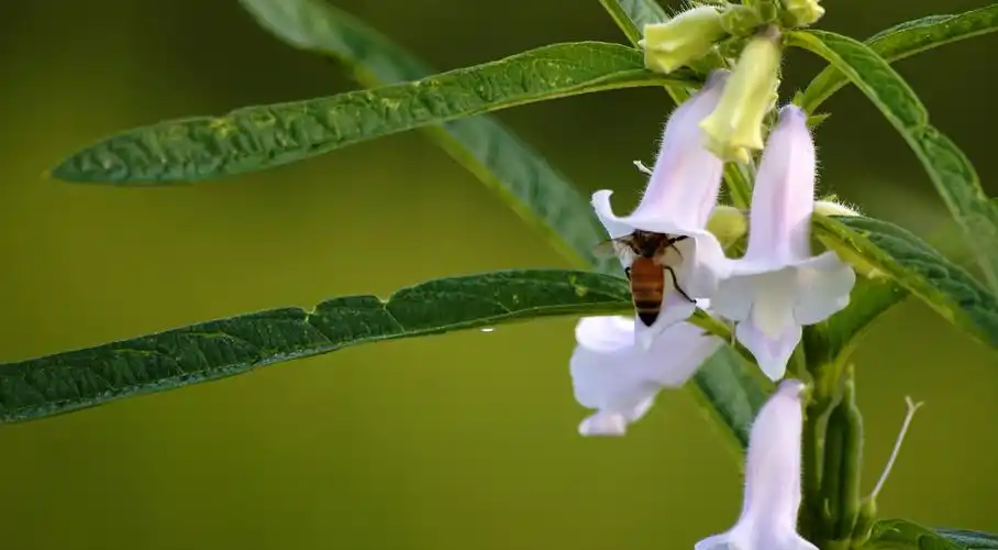 芝麻花图片农作物鲜花花朵芝麻花