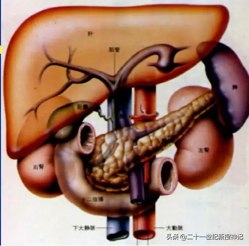 性命之谜廿四脾脏五脏中的小透明却有大名鼎鼎的神灵代表