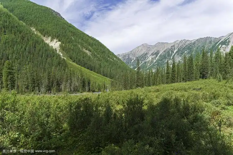 矮桦树的灌木丛.俄罗斯西伯利亚阿尔泰山脉.