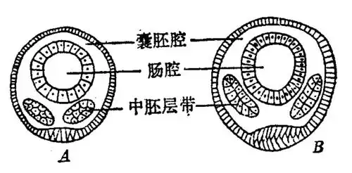 真体腔形成过程中残留的囊胚腔形成血管系统,从环节动物开始出现循环