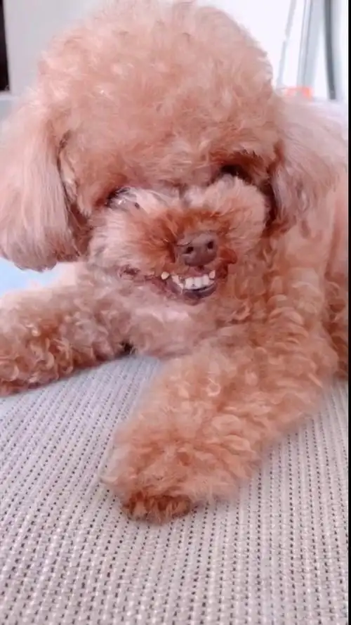 我家萌宠成精了#它一龇牙能让你笑半年