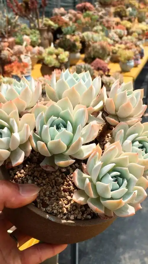 薄叶蓝鸟老桩·19厘米 238