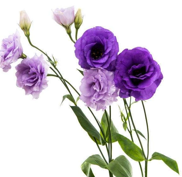 紫色优雅迷人的桔梗花,象征着永恒的爱情