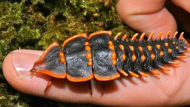 世上最罕见的昆虫(一)100来年才解开它的繁衍之谜