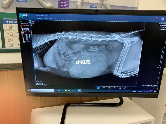 今天去拍了x光,一起来数数有几只猫咪吧