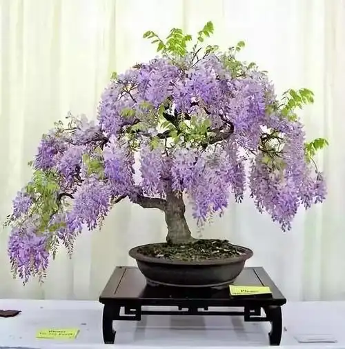 一组紫藤盆景作品欣赏,祝各位盆友2019健康幸福快乐长相随