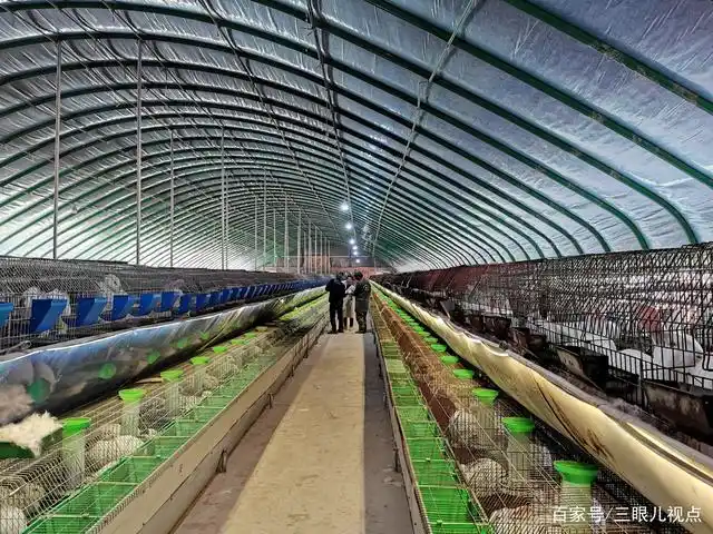 80后女孩创业10年,养20000只兔子,一年能卖30万