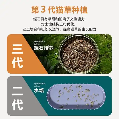 猫草盆栽自已种好罐头营养增肥猫薄荷水培去化毛猫草