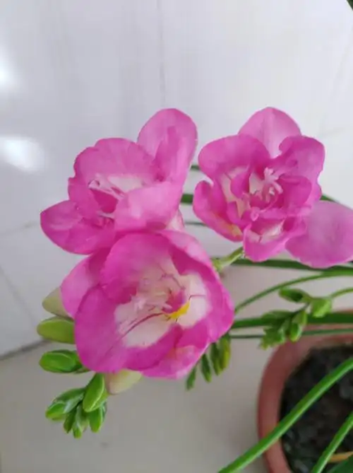 粉色的香雪兰花