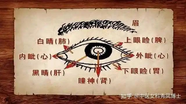 怎么看呢?中医有五轮学说,就是眼睛的不同部位分别与不同的脏腑相应.