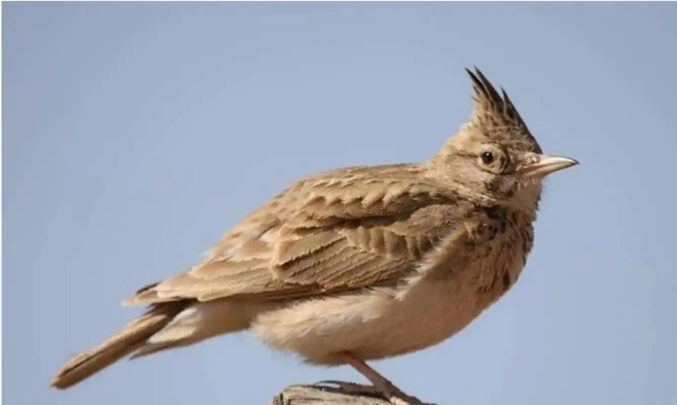 百家号星火计划#凤头百灵雌雄区分   很多朋友在问