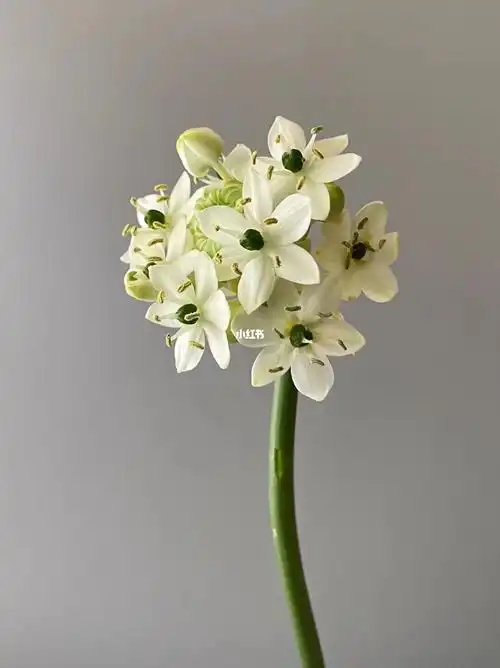 姿态很优雅,白绿色很清新,据说伯利恒之星是圣诞顶端的一颗星星花语