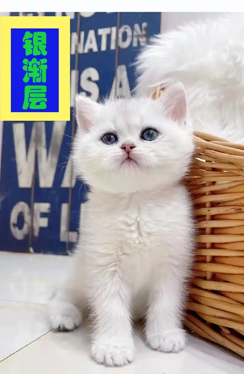 关于起源 英短银渐层是由英国短毛猫(蓝灰色)与金 - 抖音