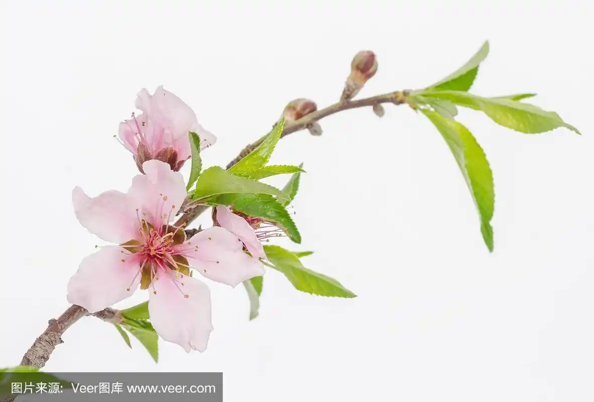 桃花(prunus persica)