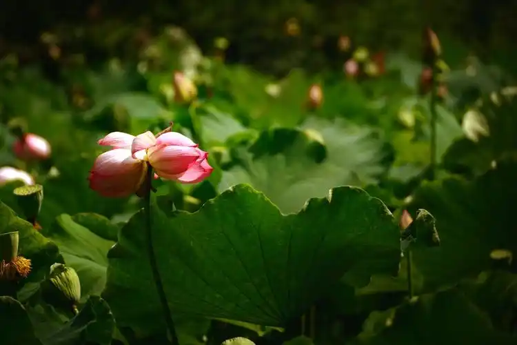 两天后拍的双头莲