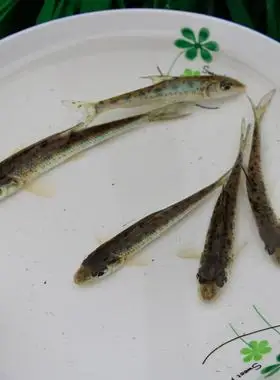 花骨鱼淡水鱼塘好活养殖麻花鱼苗