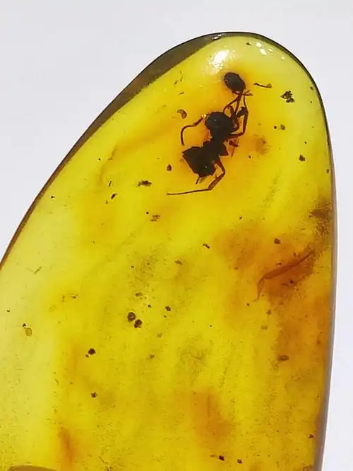 虫珀猛蚂蚁一只