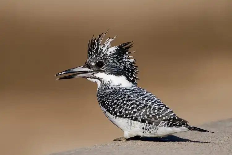 p>冠鱼狗(学名: i>megaceryle lugubris /i>)是翠鸟科鱼狗属的一种