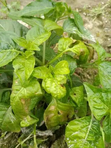 辣椒病害图谱(全面实物拍摄)