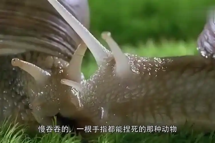 最大的蜗牛连水泥都敢吃广东人都不敢下嘴还是吃福建人算了