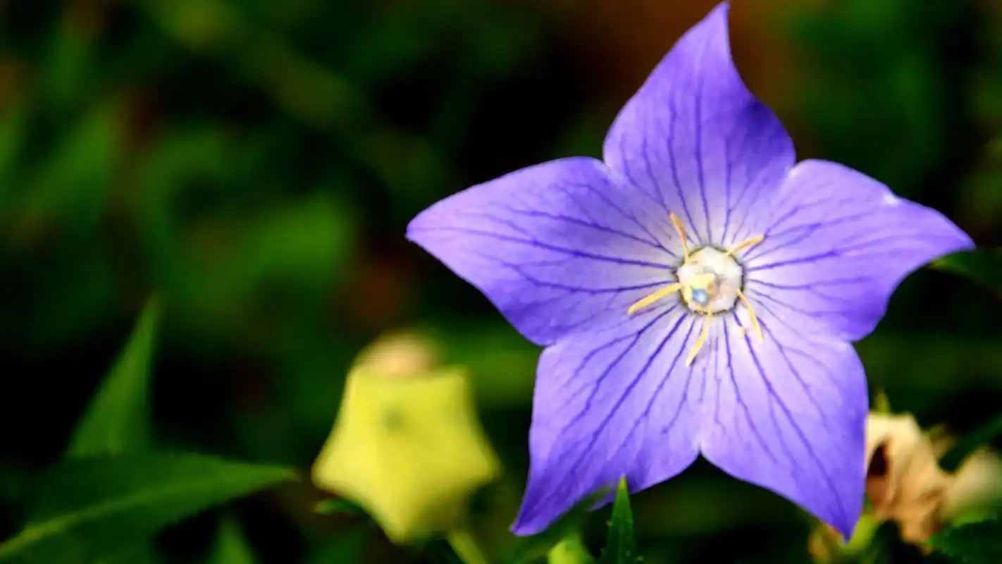 蓝色桔梗花高清桌面壁纸下载