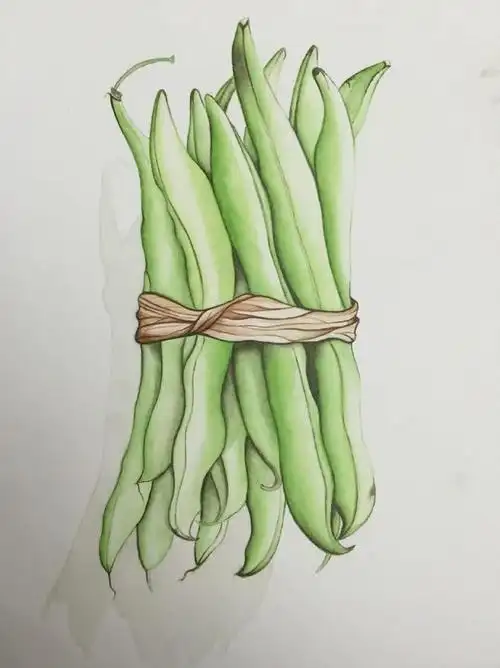 彩铅手绘四季豆