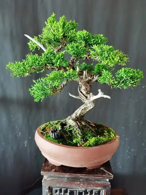 十五年以上盆龄原生济州柏微小型盆景含盆