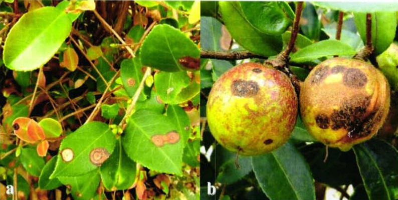 油茶果有黑点落果多如何防治用好4个防治方法很重要