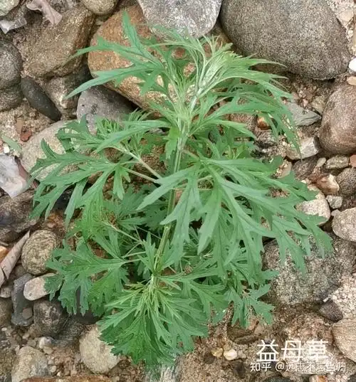 妇女之宝益母草月经不调痛经的克星