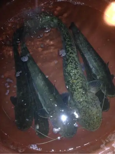 桥洞夜钓太冷,燃起篝火取暖,钓到一窝野生鲶鱼