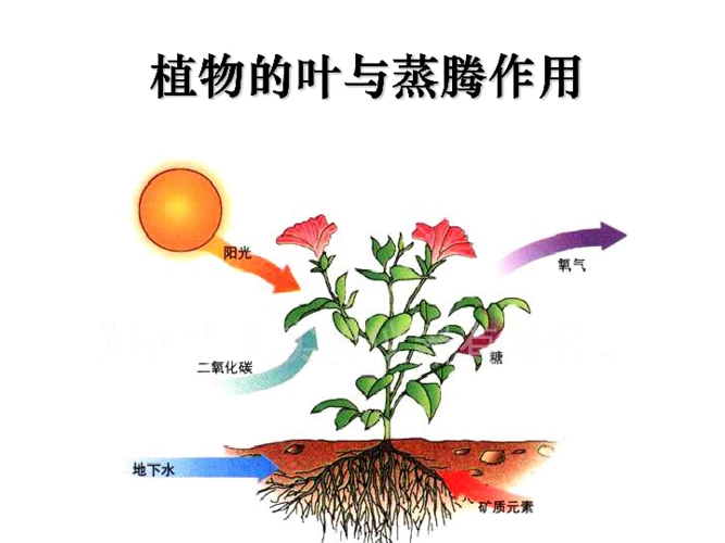 第5节植物的叶与蒸腾作用课件22张ppt