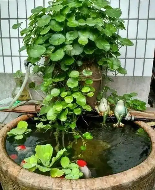 30斤的大水缸,拿来养花成宝贝,怪不得都抢着要!_大缸