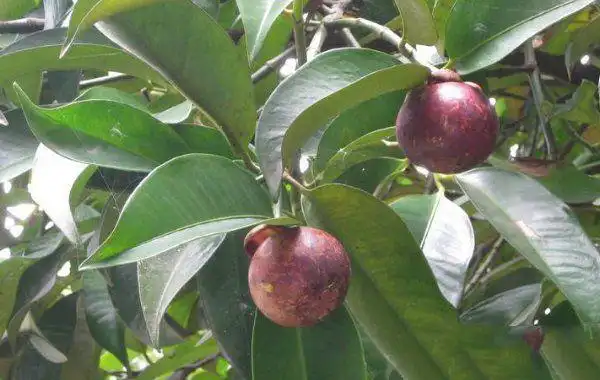 种植山竹树高产的肥水管理方法