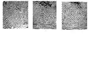 24小时滚动新闻  箕形纹        弓形纹         斗形纹   新闻背景