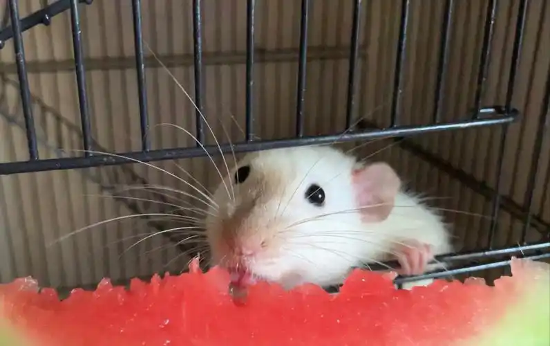 【花枝鼠berber/momo】吃西瓜美滋滋