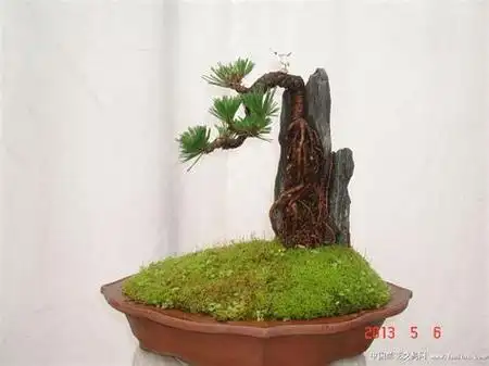 并回答金雀附石式盆景的制作过程