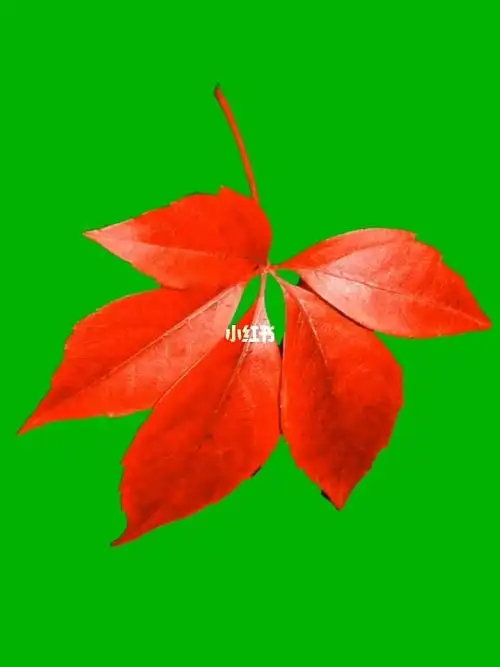 绿幕素材分享树叶前后摇摆素材