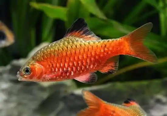 玫瑰|体长_玫瑰鲫吃什么最好_动物小常识