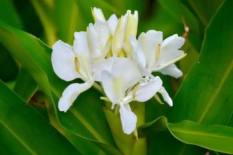 美丽的姜花(花似蝴蝶洁白有清新的香味,可供观赏用亦可为香料)