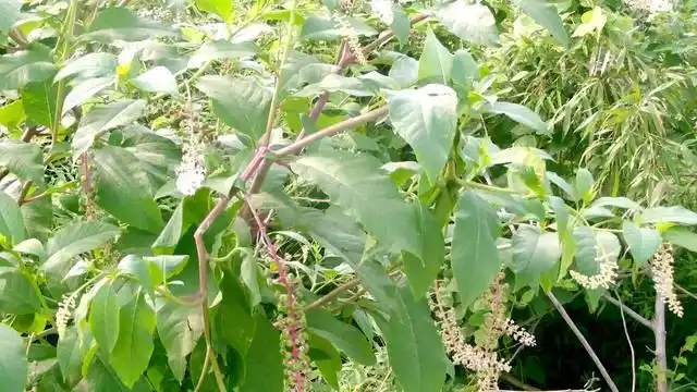 农村这山萝卜入药功效多胜过土人参