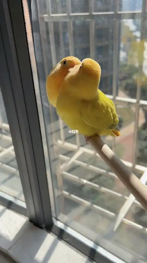 牡丹鹦鹉  #金头澳桂闪